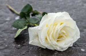 Persönlich (weiße Rose) / Bestattungen Deggelmann in Konstanz-Dingelsdorf